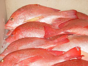 Red Snapper Raw Material